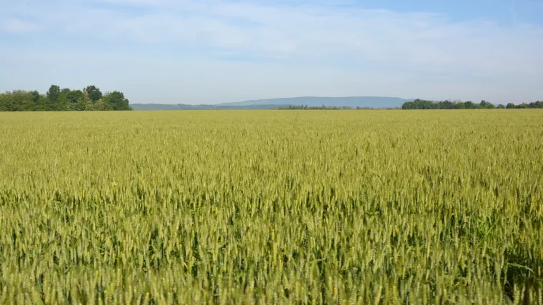 Za&scaron;tita p&scaron;enice od bolesti