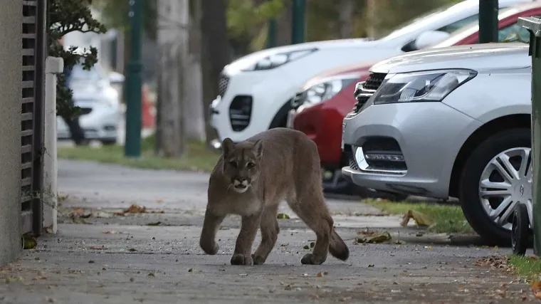 &Scaron;etala praznim ulicama koje je nekad bilo njezino prirodno stani&scaron;te