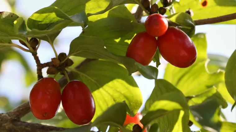 Po čemu je poznat crveni drijen?