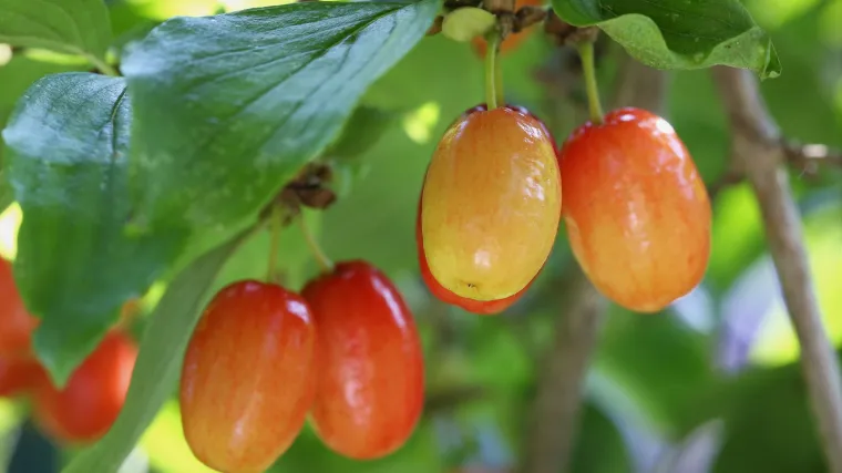 Znate li kako uzgojiti dren?