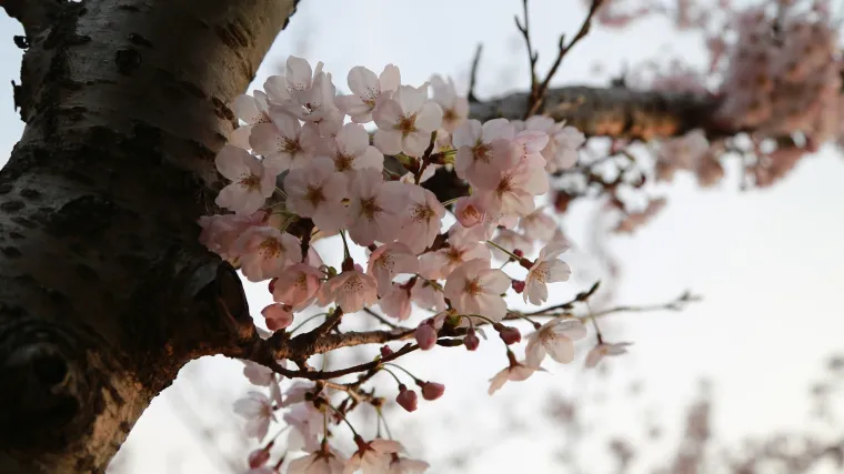 Po čemu je specifično drvo dren?