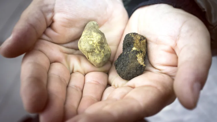 Tartufi uzgoj i sadnja