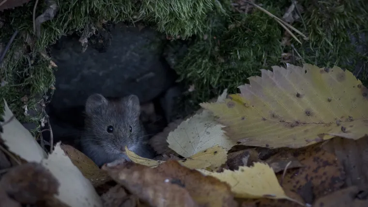 Koliko &scaron;tete napravi poljska voluharica?