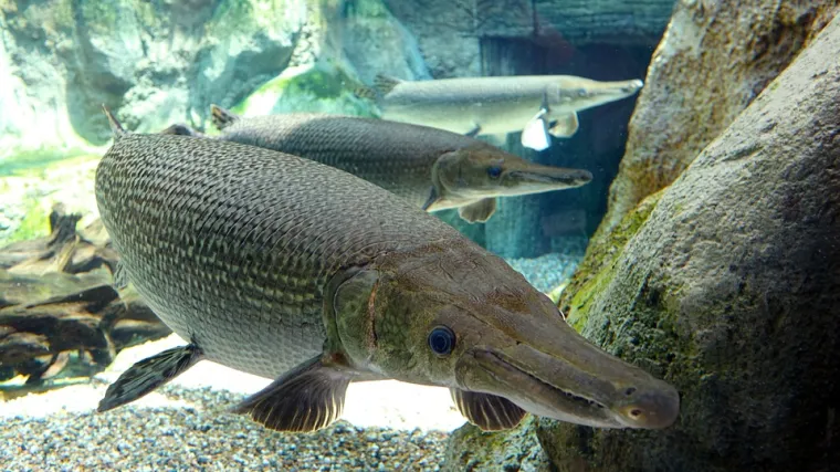 Aligator gar