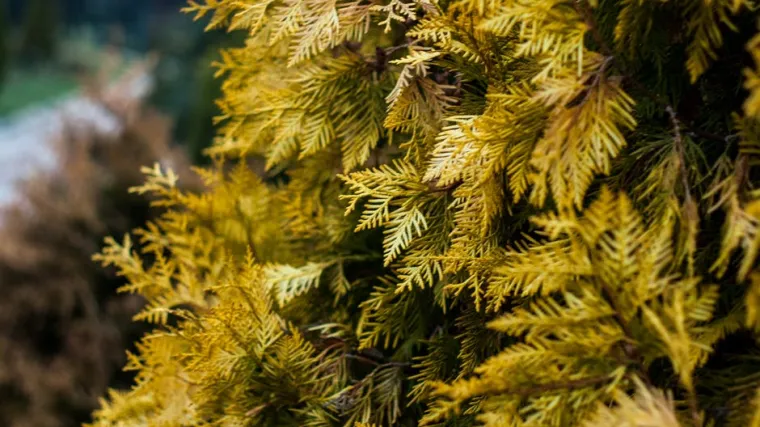 Europski ari&scaron;