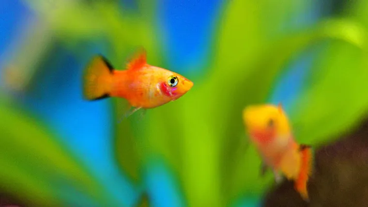 Platy ribice