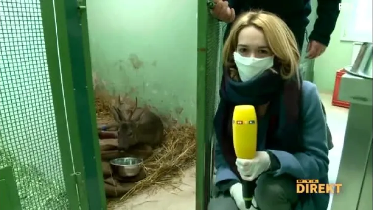 Doba korone - priroda je živnula, dru&scaron;tvo utihnulo: Majmuni i pume u gradovima, na Slavonskoj srndać