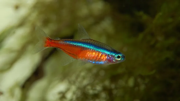 Neon tetra