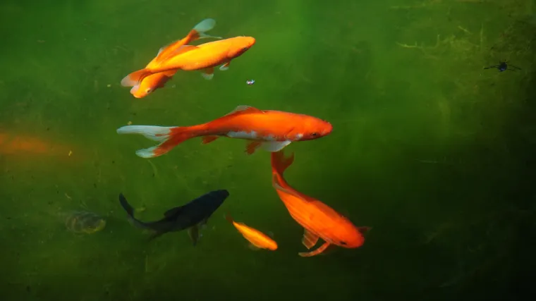 Crni teleskop ribica