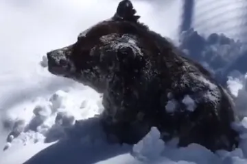 Medvjedić Boo se probudio iz zimskog sna i svijetu poslao poruku nade