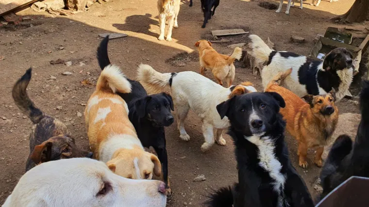 Ovi psi i pate zbog epidemije koronavirusa: Potrebna im je pomoć, vlasnici su ih napustili