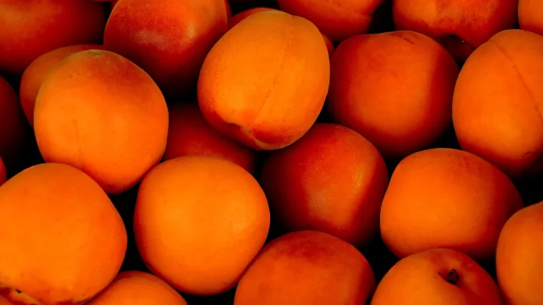 Harcot marelica: Sorta marelice bogata vitaminima i mineralima