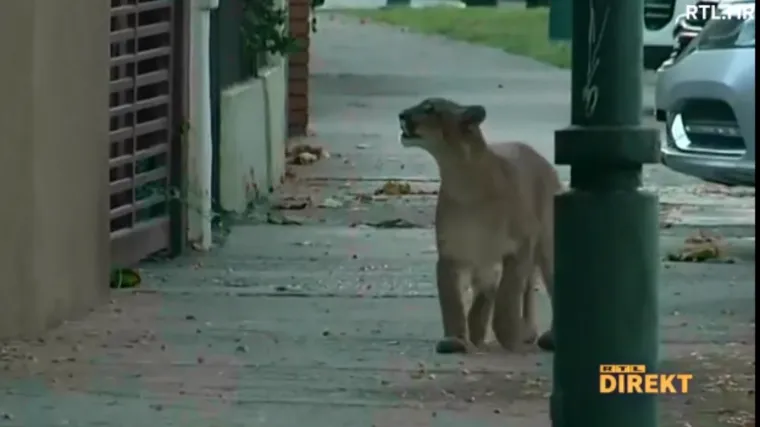 Gradovi su zaspali, a priroda se probudila: Diljem svijeta životinje &scaron;eću ulicama