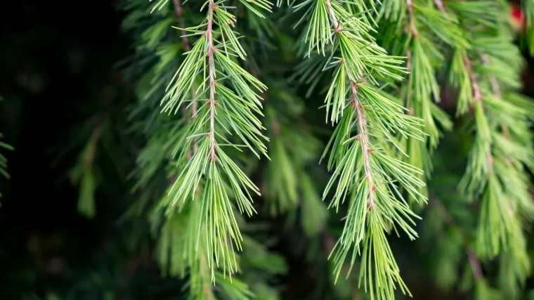 Patuljasti cedar: Otporna biljka bogata aminokiselinama
