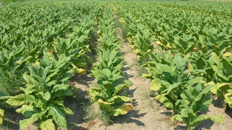 I duhanska industrija u borbi protiv koronavirusa: Proizvođač cigareta radi na cjepivu uz pomoć duhana