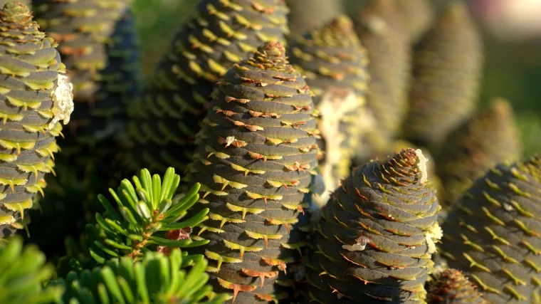 Fraserova jela: Idealan odabir za božićno stablo