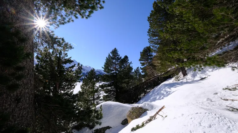 Smolavi bor: Bor koji ima sposobnost oporavka nakon požara