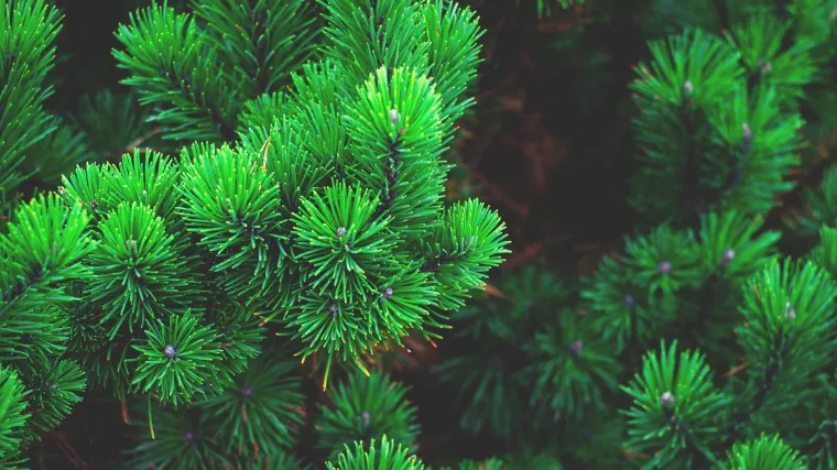 Usukani bor: &Scaron;to je i kako ga prepoznati?