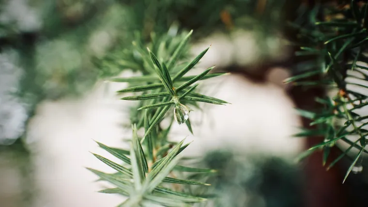 Planinski bor: Bor koji čuva zemlji&scaron;te od erozije