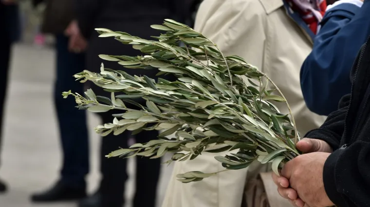 Maslinari na&scaron;li rje&scaron;enje! Iz Istre u Zagreb &scaron;alju maslinove grančice: 'Poslat ćemo ih kamo god treba...'