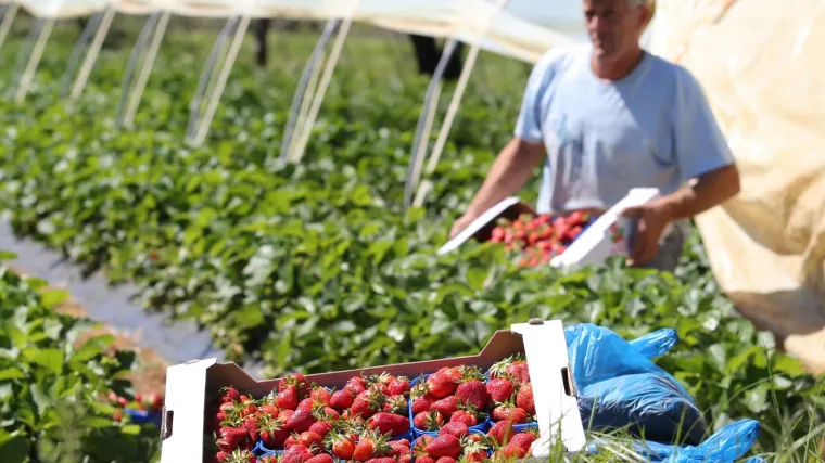 Koronavirus ugrozio berbu jagoda kod Vrgorca! Nemoguće je do radnika: 'Dovedeni smo pred zid'