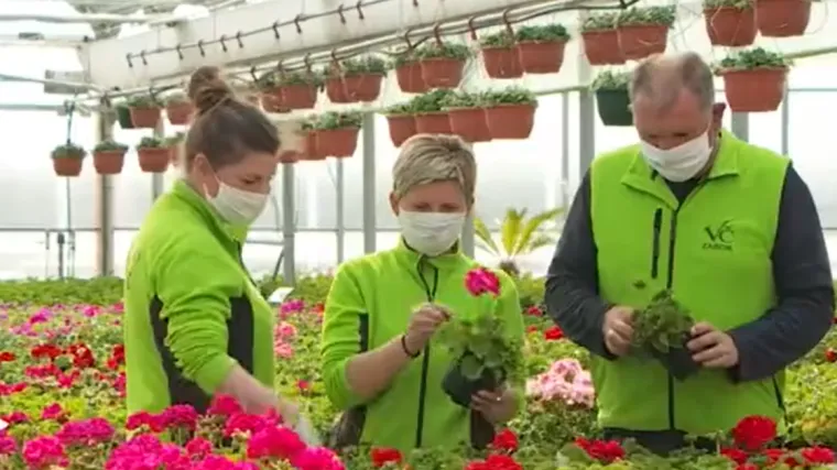 Cvjećari na mukama: 'U minusu smo stotinjak tisuća kuna, neke sadnice su već trebale biti prodane'