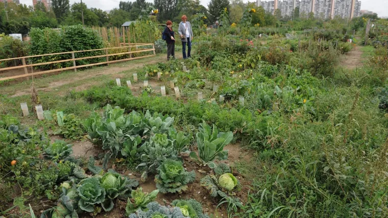 Osječani su se sna&scaron;li: Prodaju povrće i voće uzgojeno na balkonima, u dvori&scaron;tu, između zgrada...