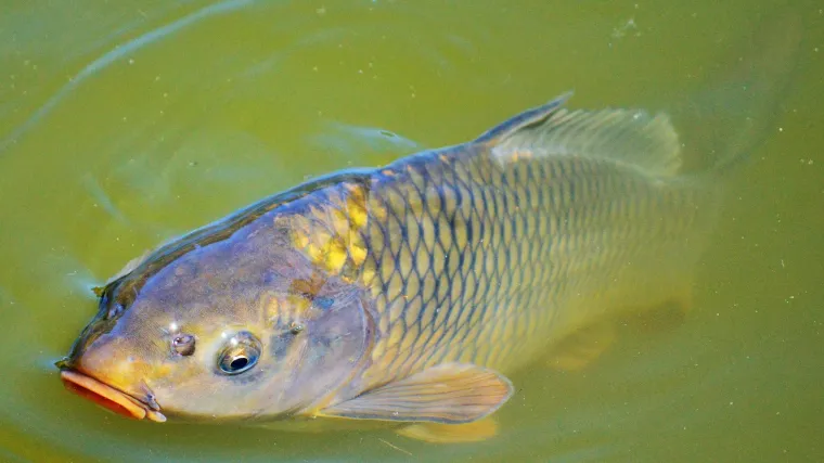 Hranidba ribe: Kako se vr&scaron;e hranidba i izlov slatkovodnih riba?