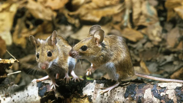 Saznajte kako izgleda žutogrli mi&scaron;