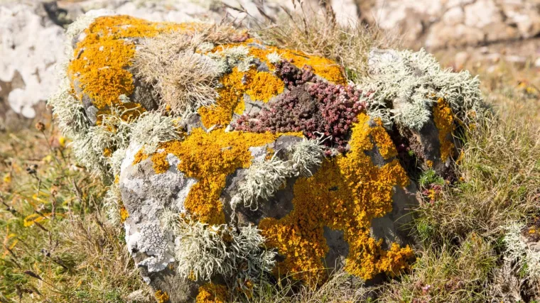 Žuti li&scaron;aj: Pokazatelj čistog zraka