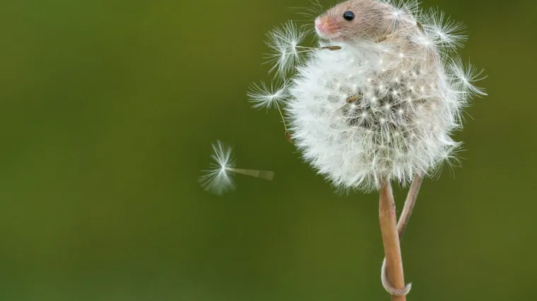 Patuljasti mi&scaron;: Saznajte sve o malenom glodavcu koji je postao ugrožena vrsta