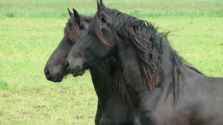 Kako se obavlja hranidba konja?