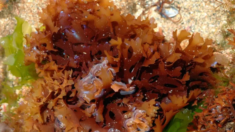 Za &scaron;to je sve korisna irska mahovina?