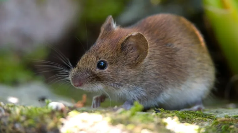 &Scaron;to je i kao izgleda livadna voluharica?