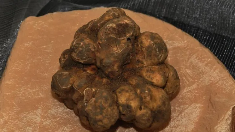 Kako uzgajati tartufe?