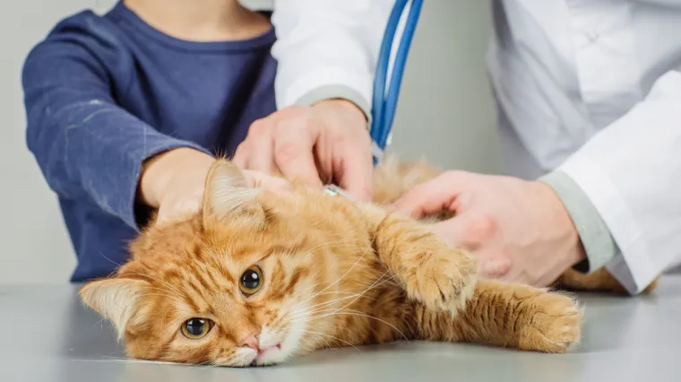 One su, za razliku od pasa, vrlo podložne zarazi. Virus je pronađen i kod ovog ljubimca!