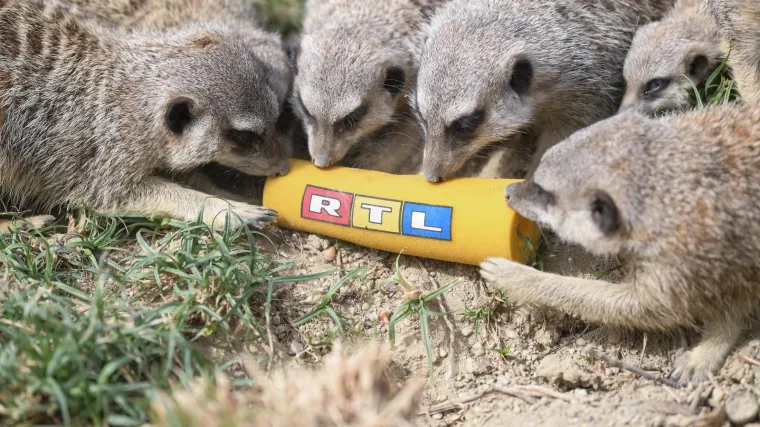 Stanari Maksimira dobili pisanice: Brk su omastili lavovi, crvene pande, lemuri i mravojedi