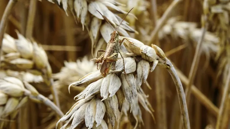 Siromašnu zemlju preplavili rojevi skakavaca, a najgore tek dolazi: Milijunu ljudi prijeti glad