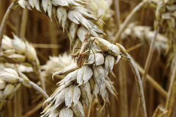 Siromašnu zemlju preplavili rojevi skakavaca, a najgore tek dolazi: Milijunu ljudi prijeti glad