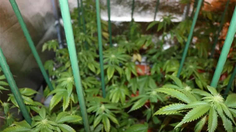 Pao diler iz Trogira: U kući uzgajao marihuanu, policija mu oduzela vi&scaron;e od dva kilograma