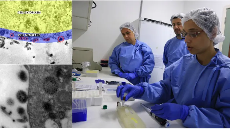 Spektakularno otkriće iz Brazila: Pogledajte trenutak u kojem koronavirus zarazi zdravu stanicu