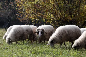Potukli se zbog mjesta ispaše, jedan drugog ozlijedio kosirom