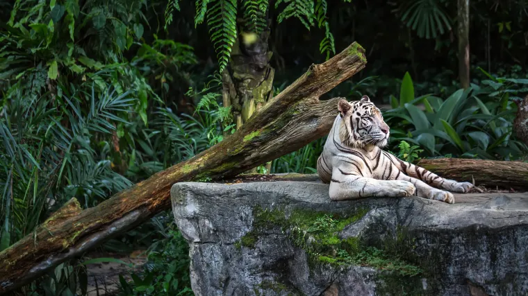 Zoolo&scaron;ki vrt u koronakrizi spreman na užasan čin: 'Morat ćemo klati životinje da srežemo tro&scaron;kove'