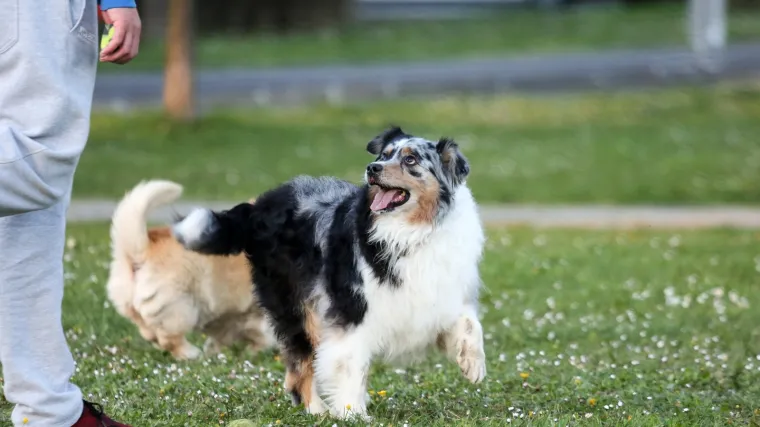 &Scaron;etala je psa po kvartu, doznalo se i gdje