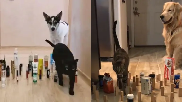 Urnebesni viralni izazov pokazao kako se ljubimci uistinu razlikuju