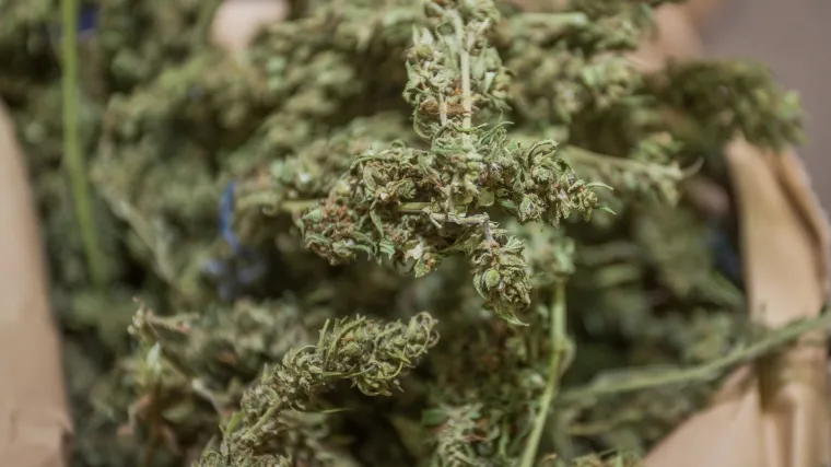 Pala četvorica: Policija kontrolirala propusnice pa pronašli marihuanu