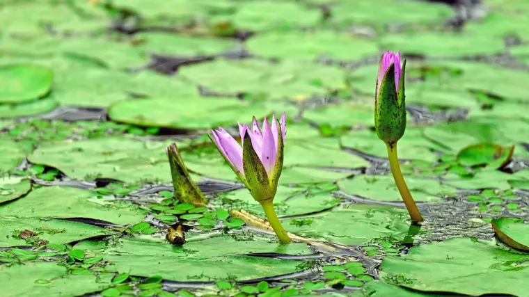 Biljke vlažnih stani&scaron;ta