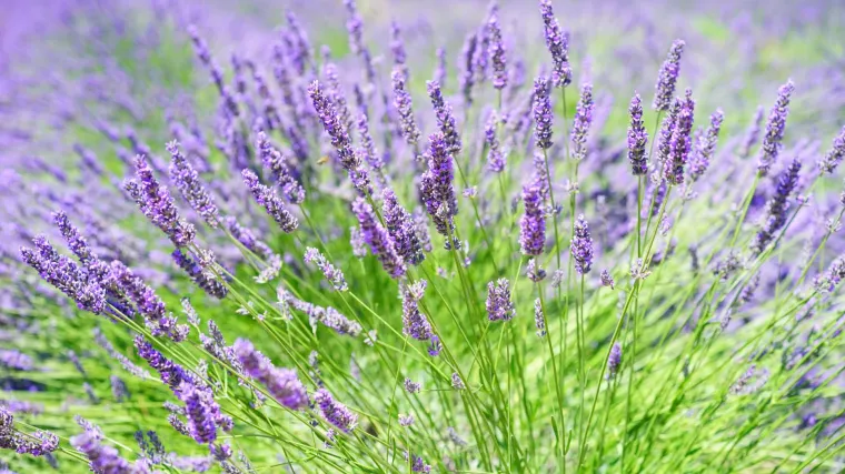 &Scaron;irokolisna lavanda