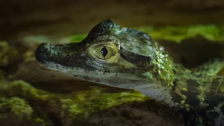 Bebe krokodili pobjegli iz životinjskog parka, devet ih je jo&scaron; na slobodi: 'Imaju jako o&scaron;tre zube, grizu'