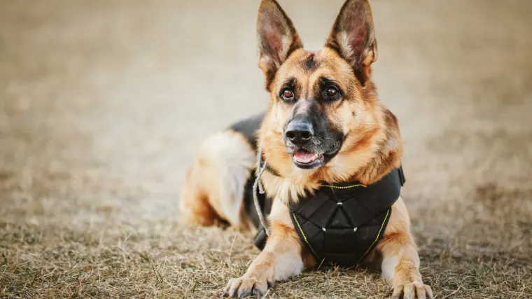 Vlasnik naručio ubojstvo svog psa u Zagorju: Mu&scaron;karac pucao u jadnu životinju i ubio je